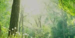 adventures_in_the_forest.jpg
