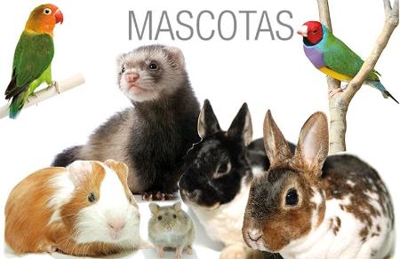 mascotas.jpg