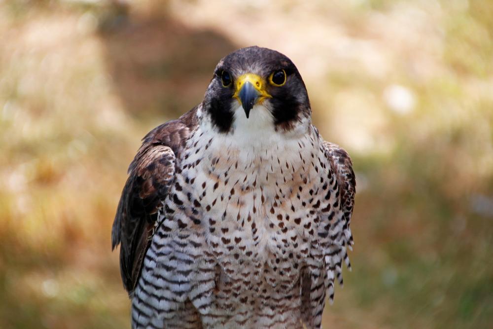 Imagen La reintroducción del Halcón Peregrino en Burgos