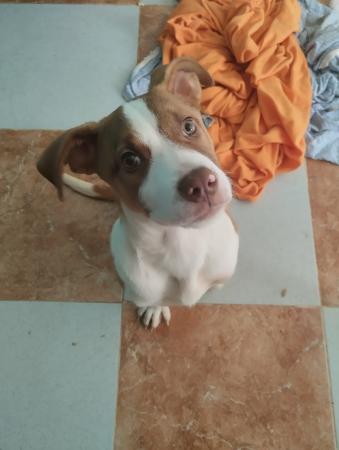 Imagen 5699 - Cachorro cruce de pitbull