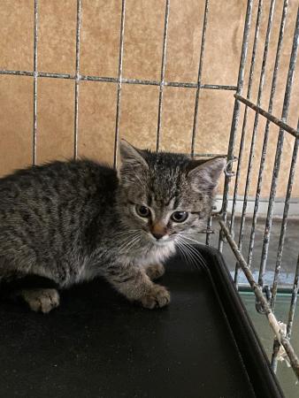 Image Gato cachorro G1033