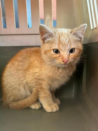 Image Gato cachorro G1037