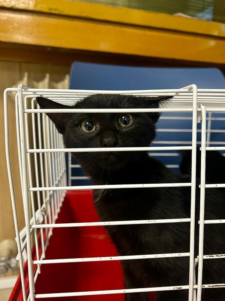 Imagen Gato cachorra G1039 y G1040