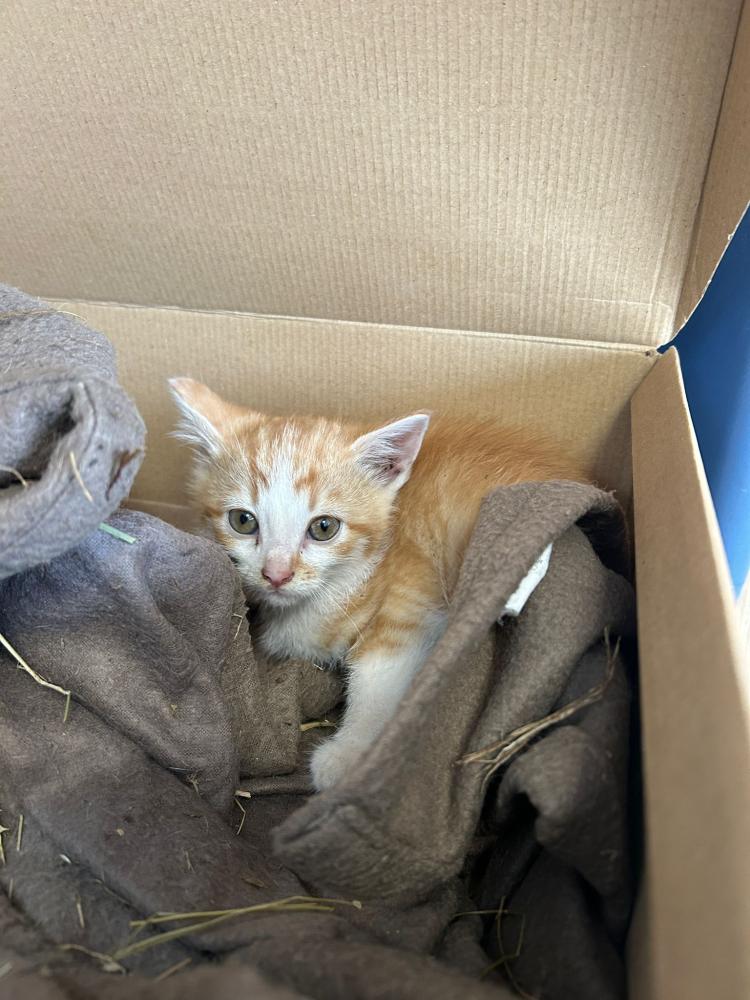 Imagen Gato cachorro G1045 y G1046