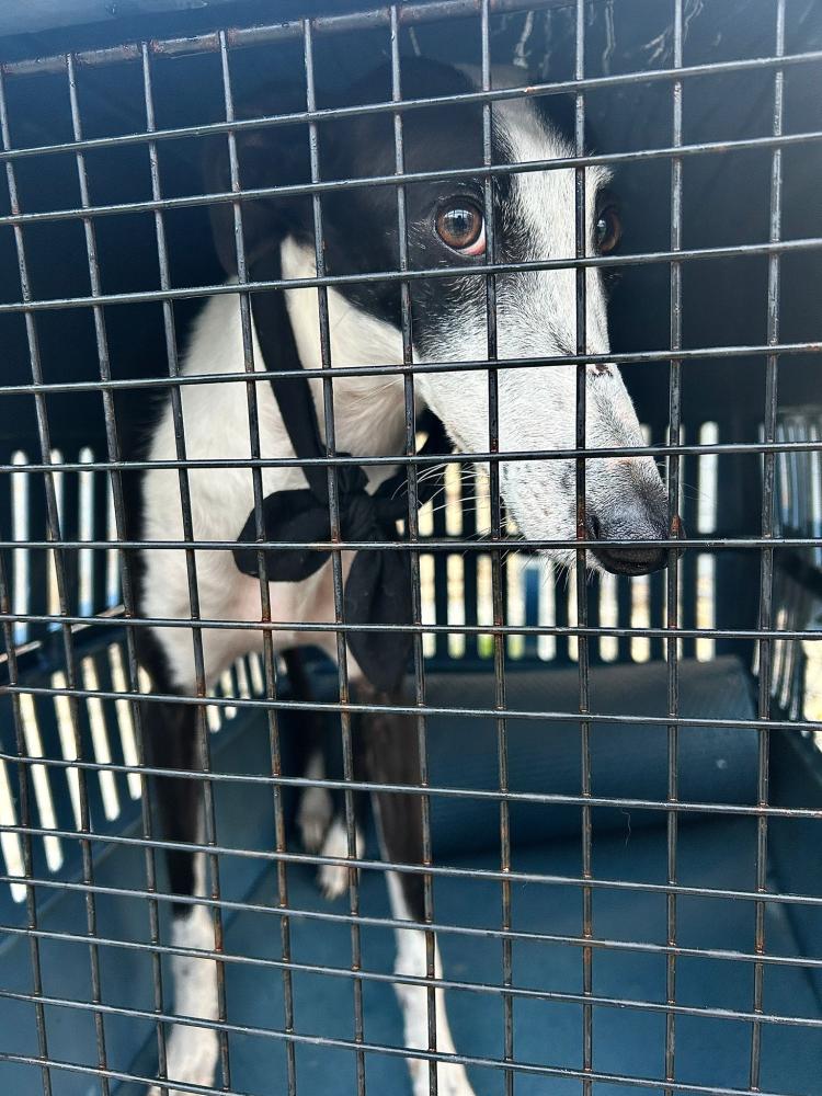 Imagen 5707 - Galgo
