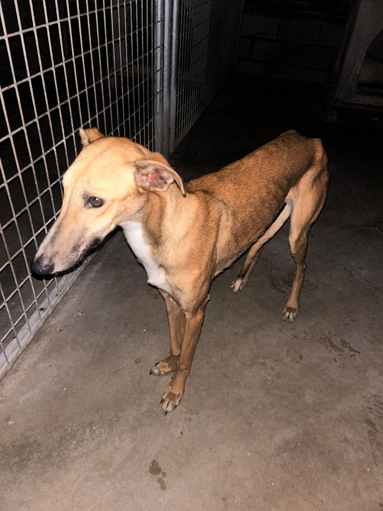 Imagen 5708 - Galgo