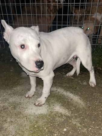 Image 5718 - Cachorro cruce de Dogo Argentino